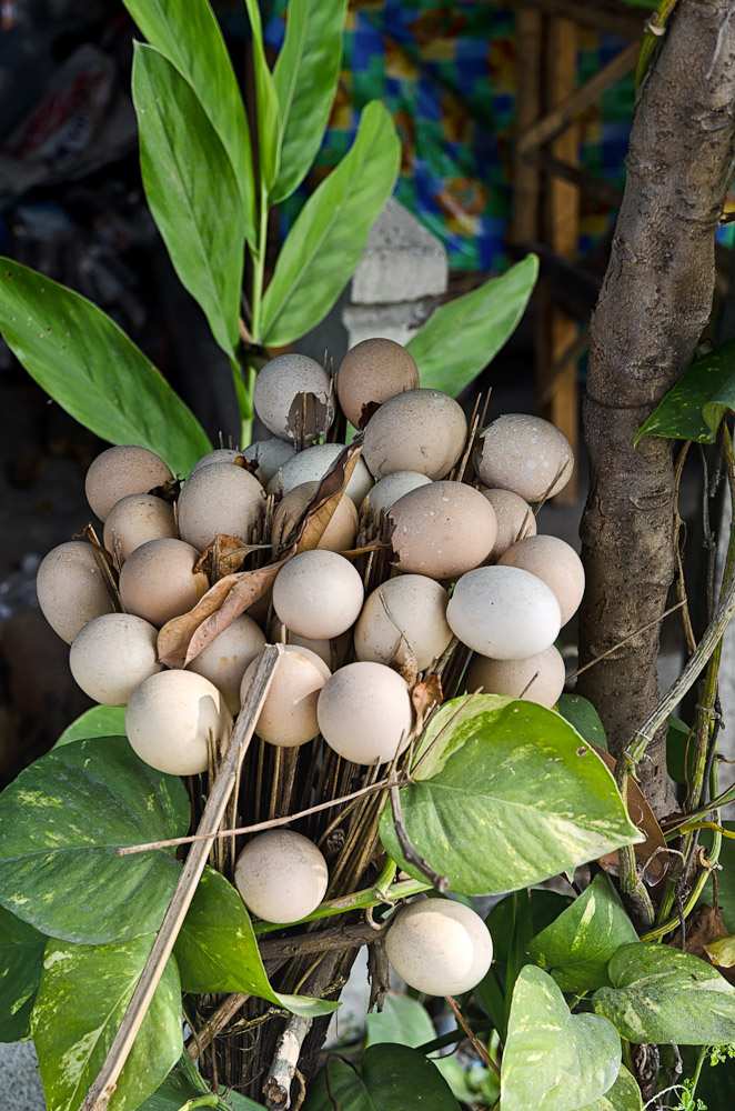 eggshell-1.jpg