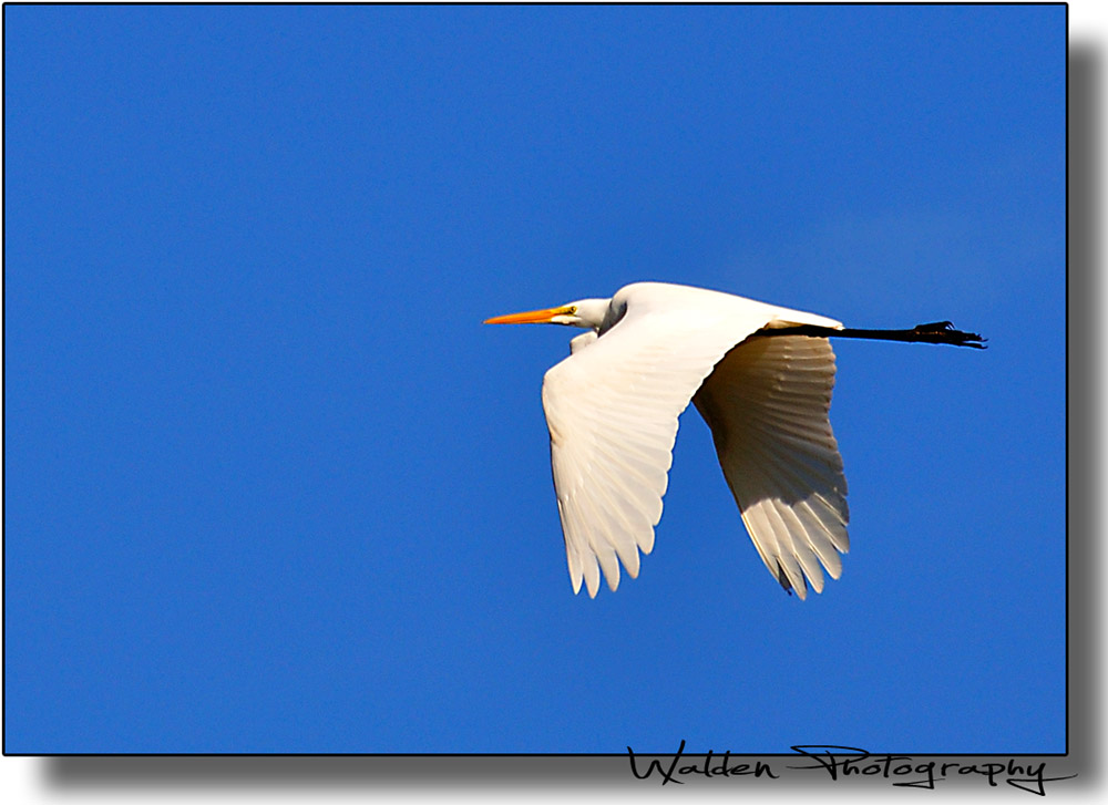 Egret 01.jpg