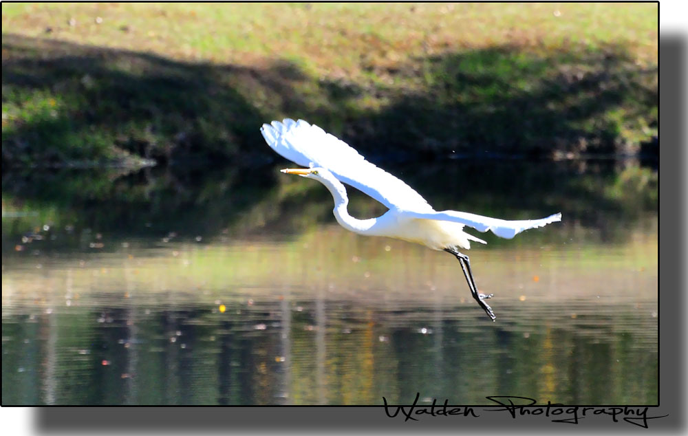 Egret 02.jpg