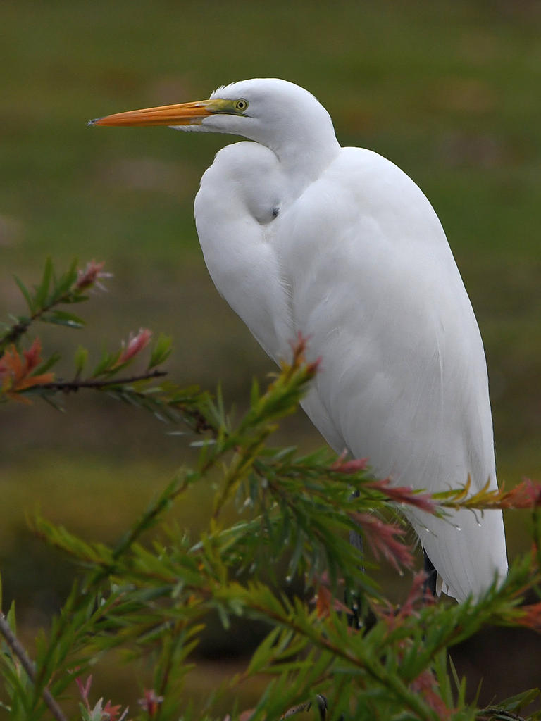 Egret.2.jpg