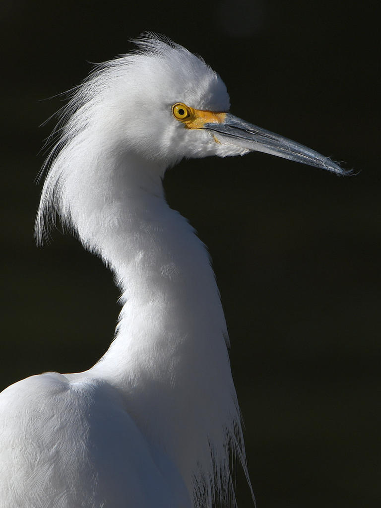 Egret.2.jpg