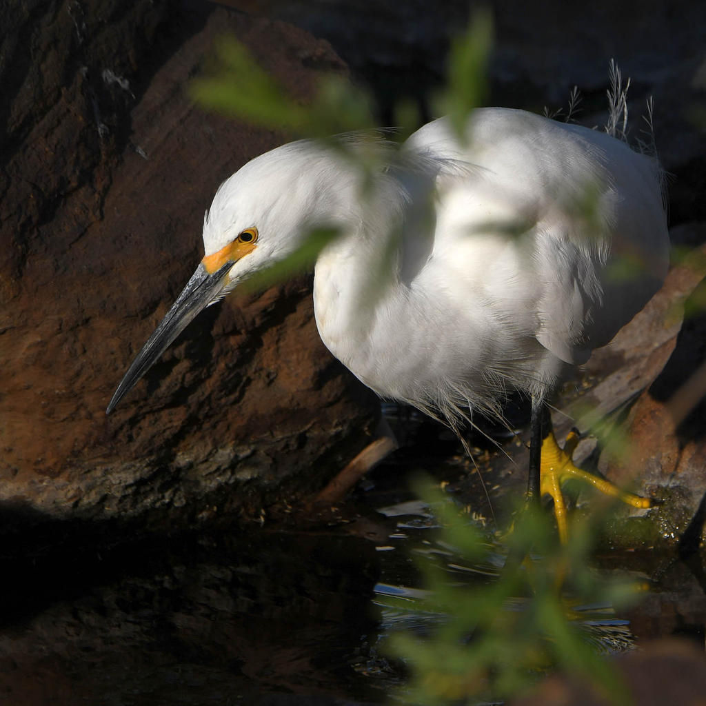 Egret.2.jpg