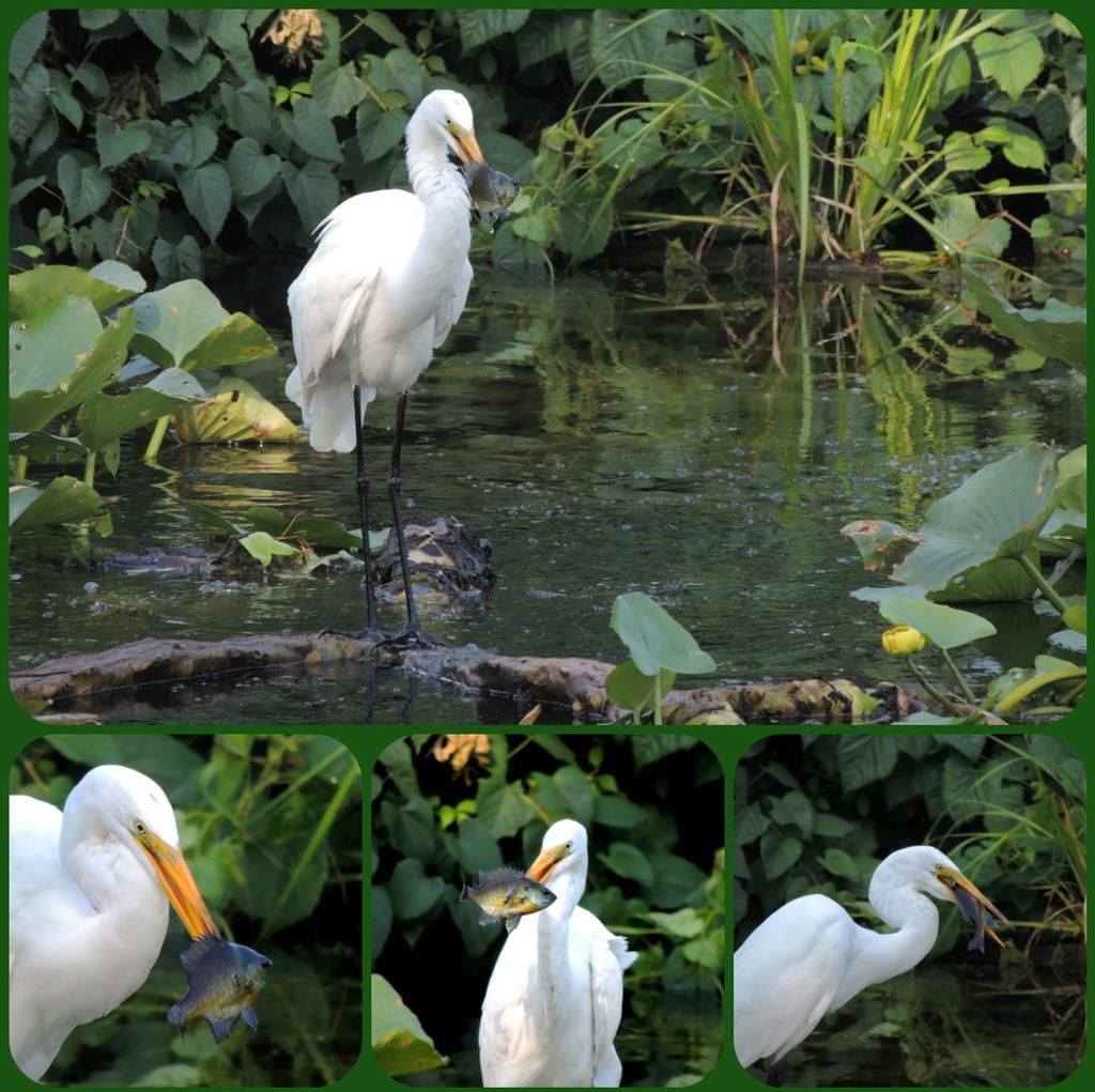 Egret collage.jpg