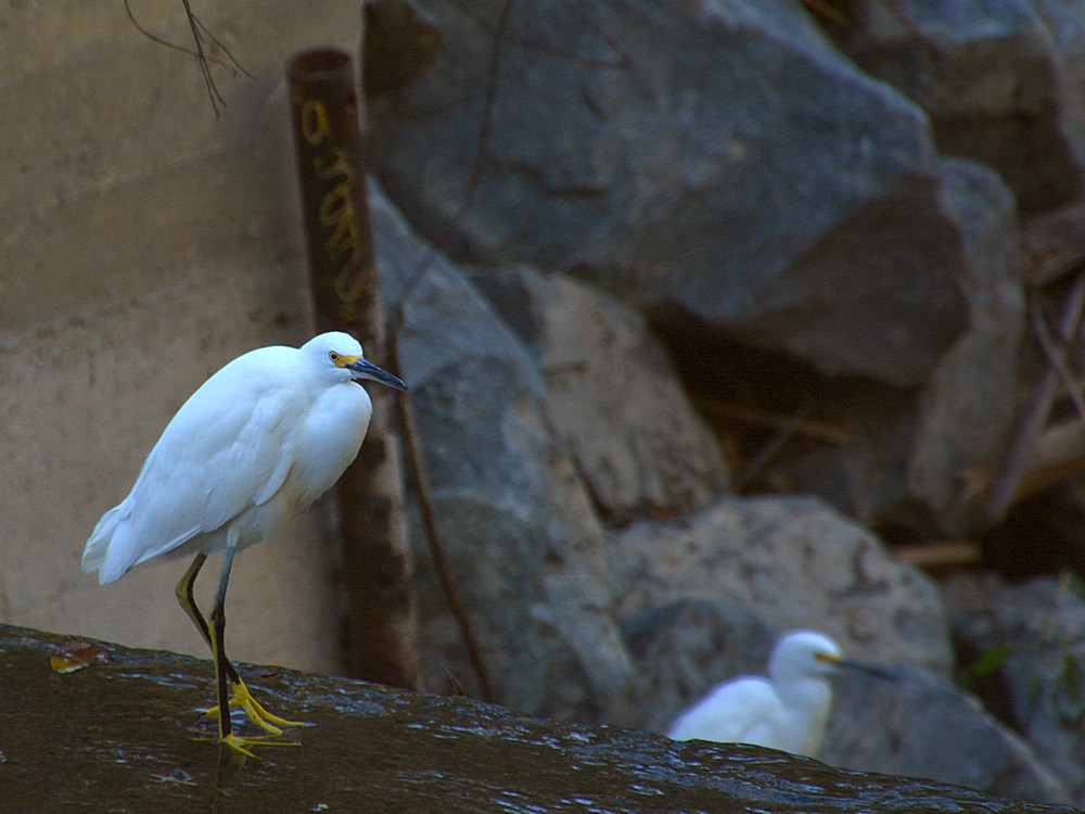 Egret.jpg