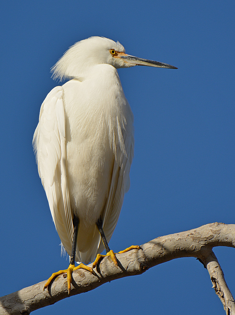 Egret.jpg