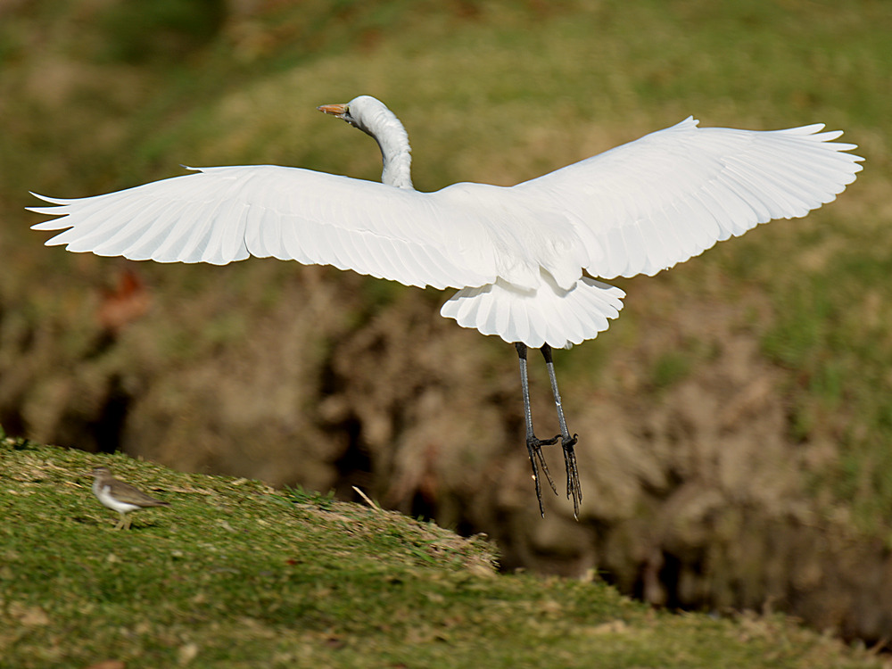 Egret.jpg