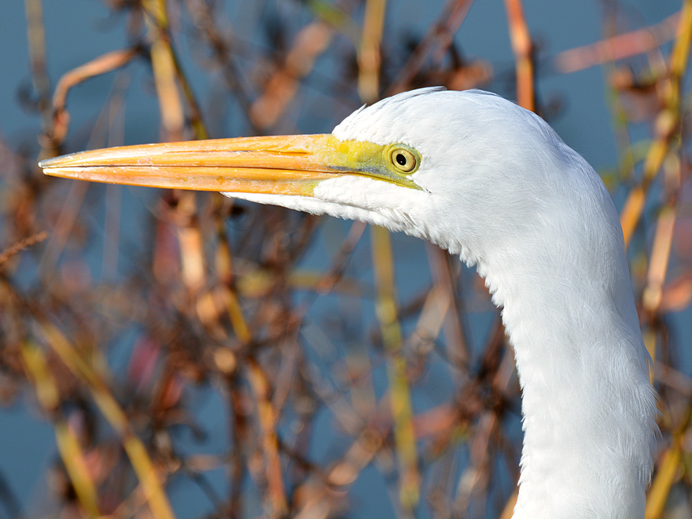 Egret.jpg