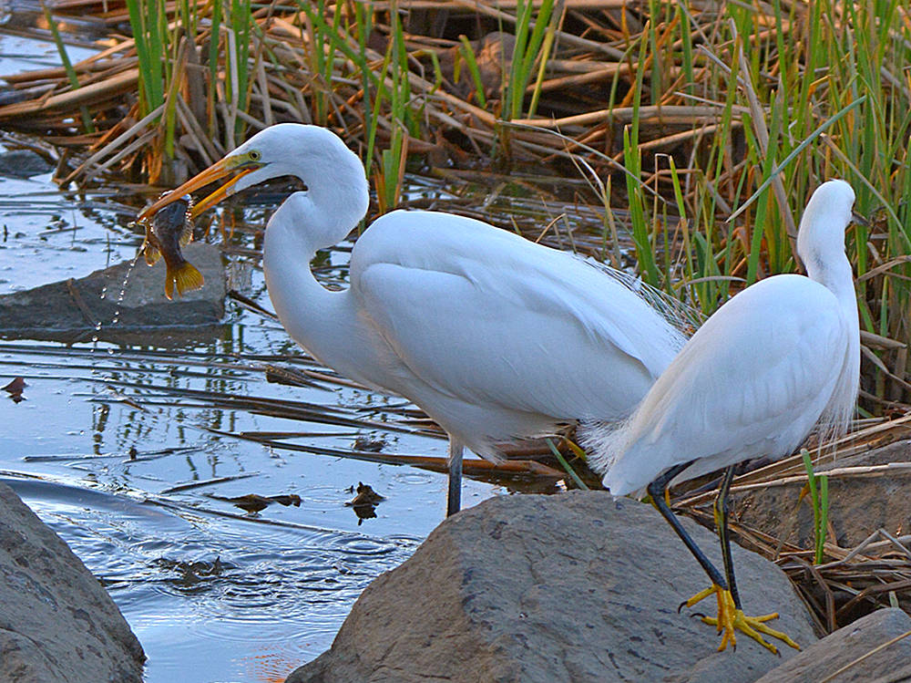 Egret.jpg