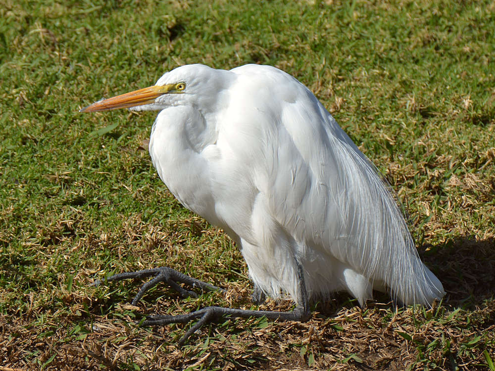 Egret.jpg