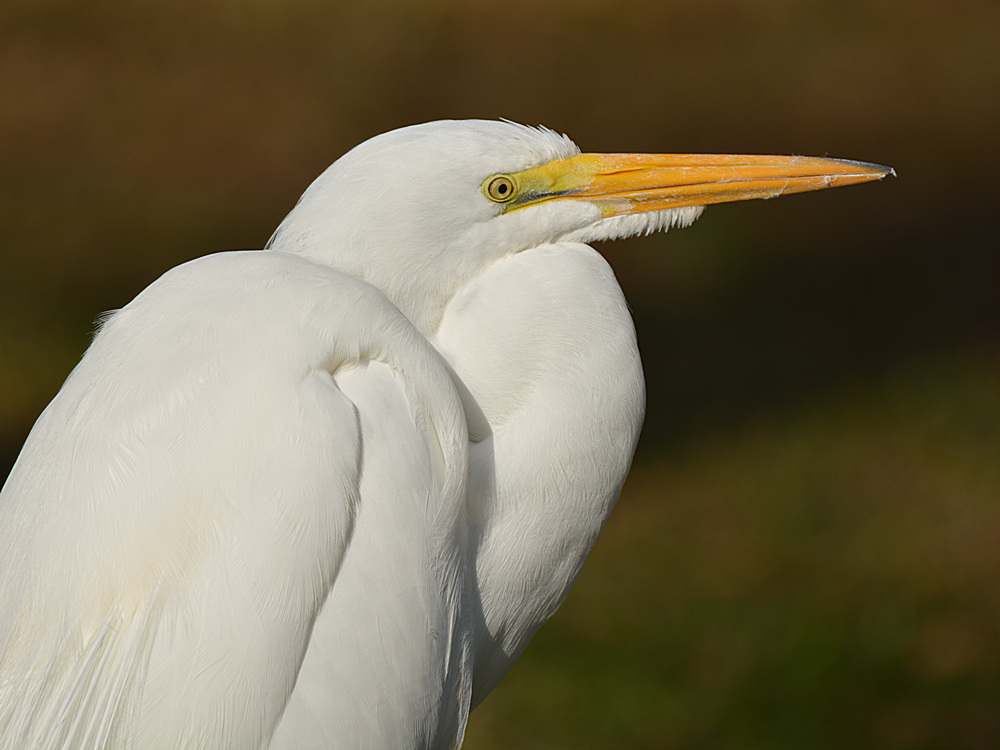 Egret.jpg