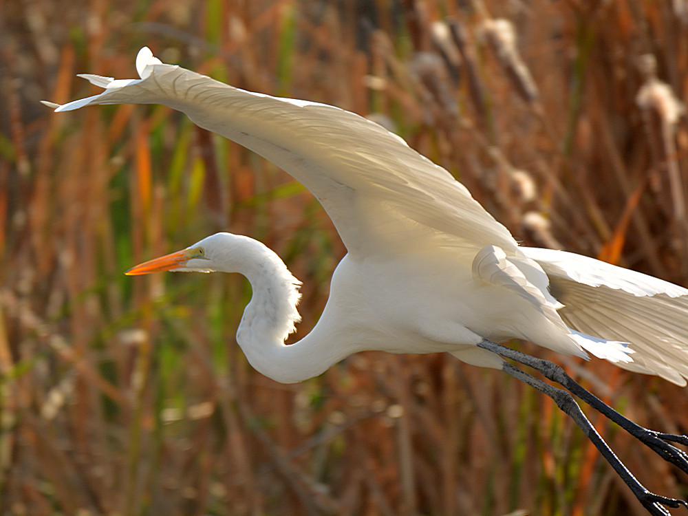 Egret.jpg