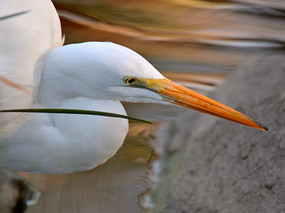 Egret.jpg