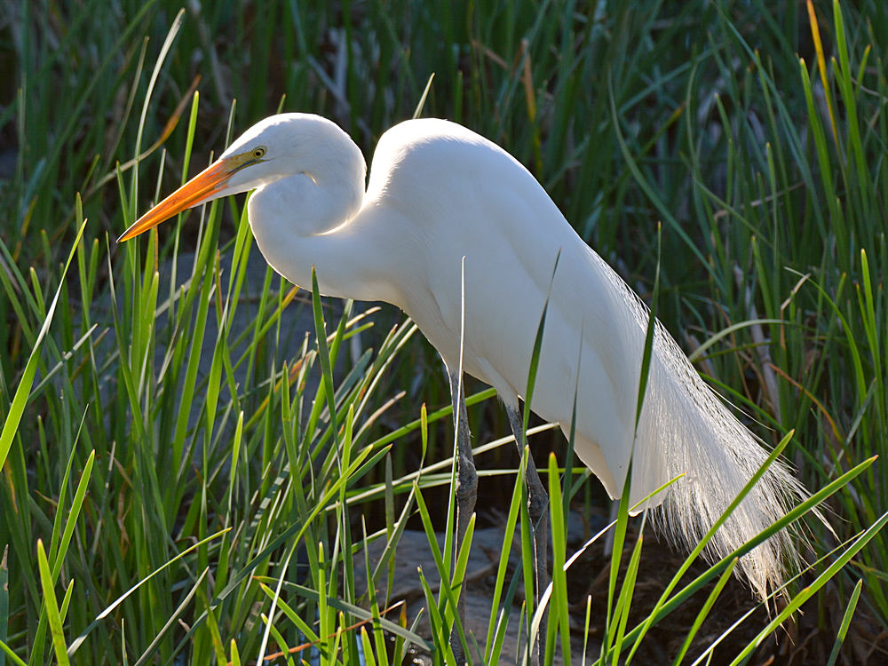 Egret.jpg
