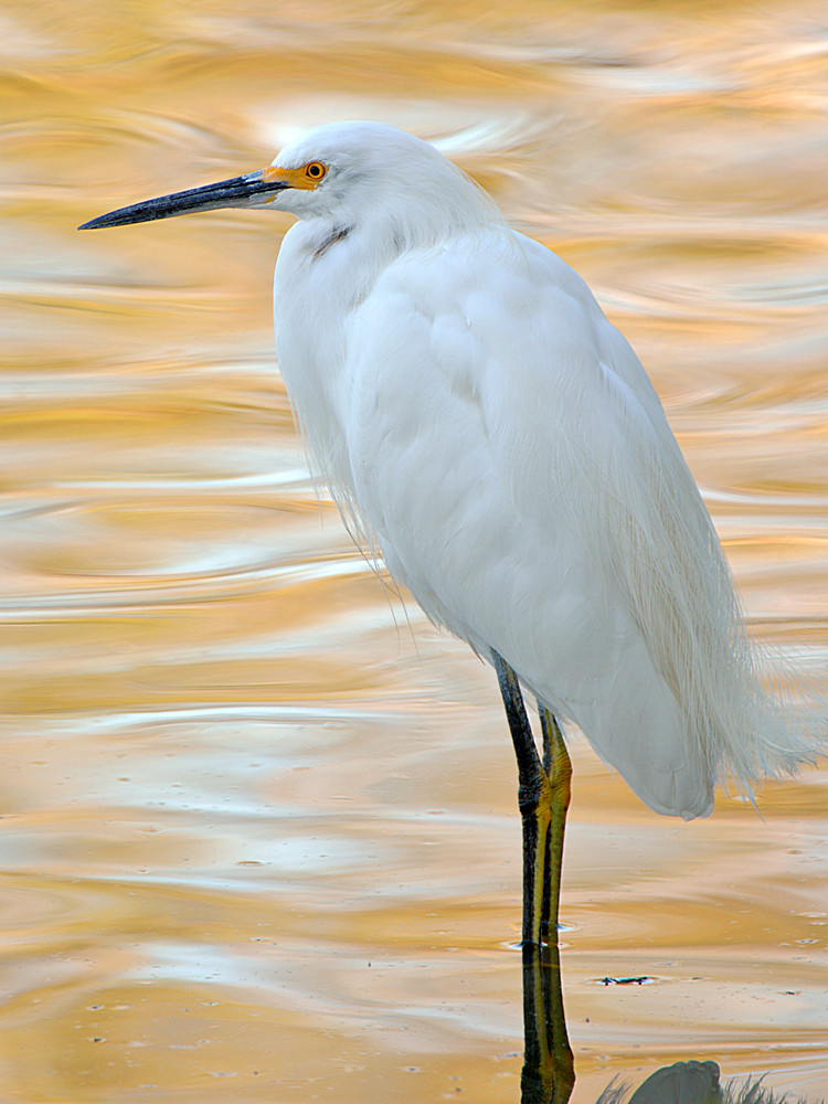 Egret.jpg