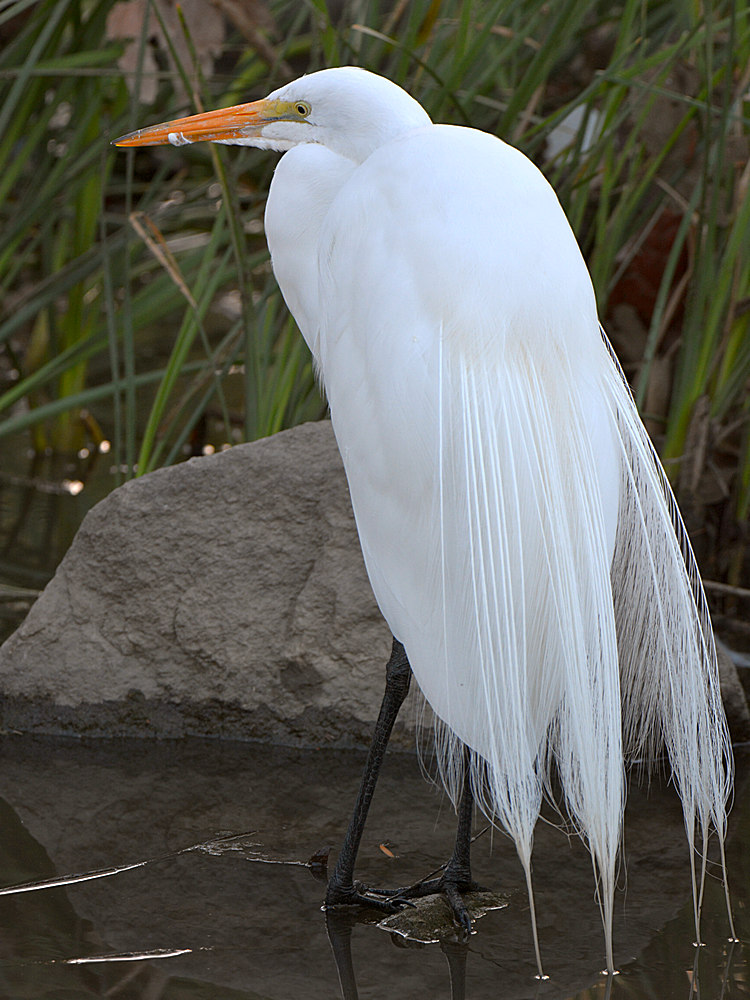 Egret.jpg
