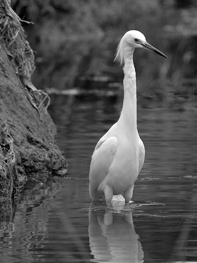 Egret.jpg