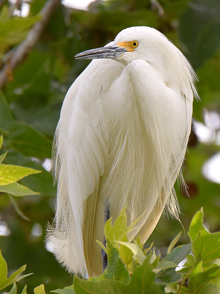 Egret.jpg