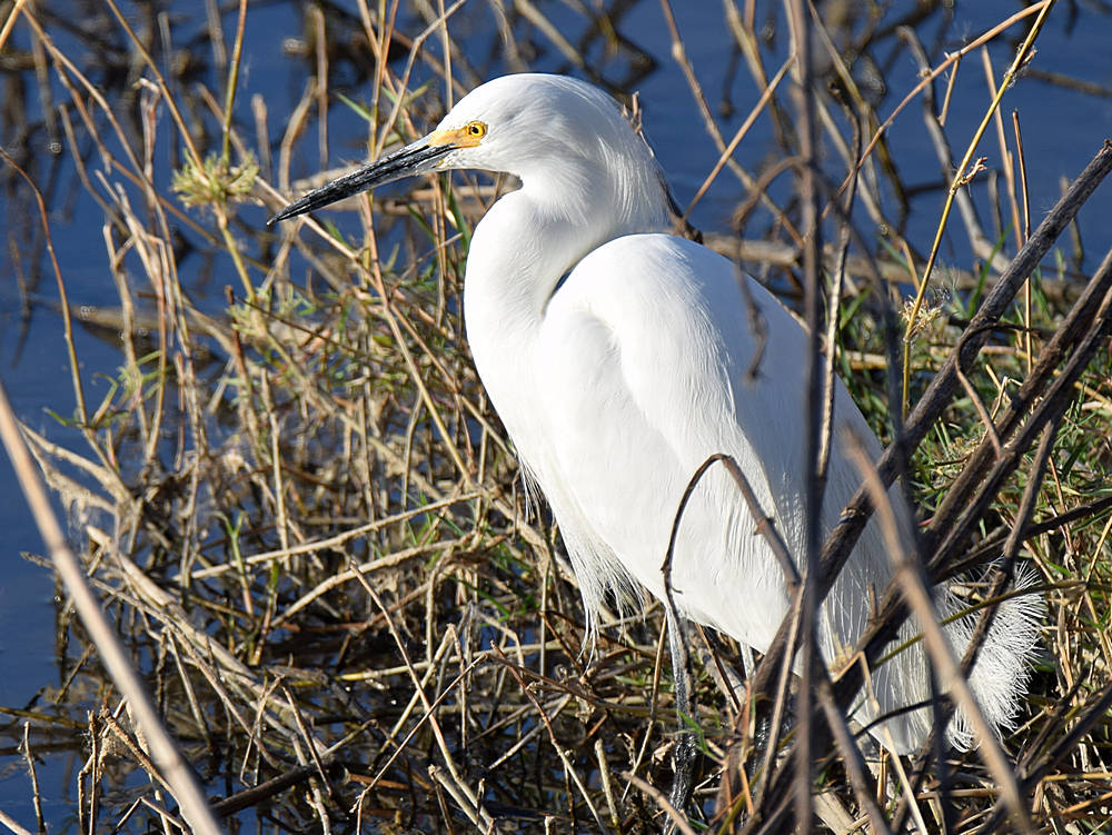 Egret.jpg