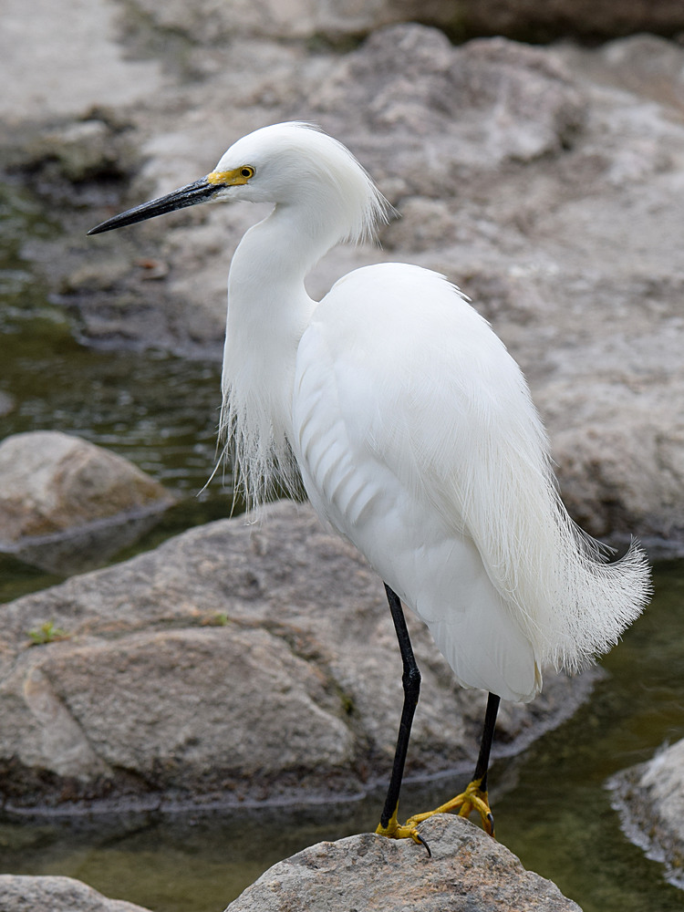 Egret.jpg
