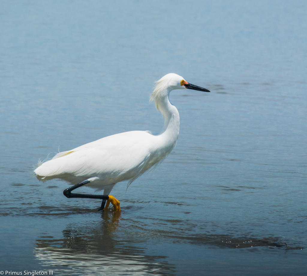 egret.jpg