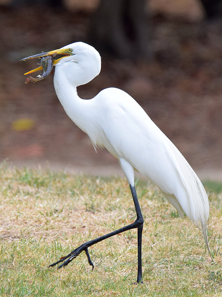 Egret.jpg