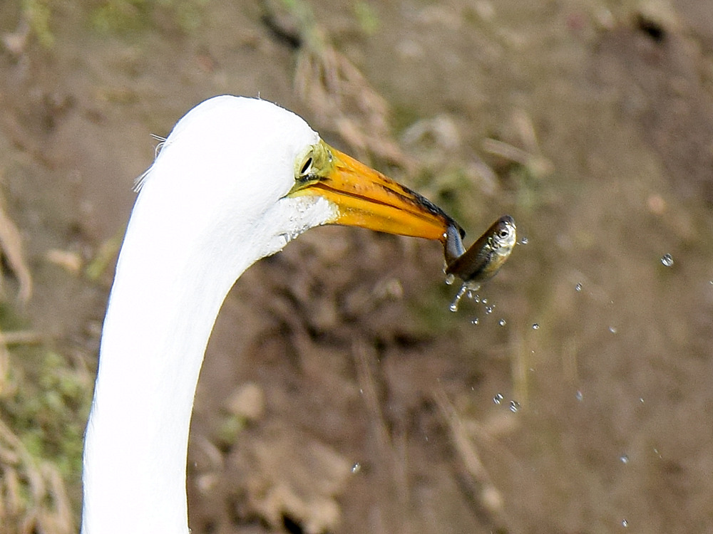Egret.jpg