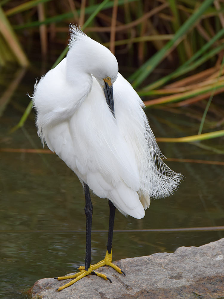 Egret.jpg