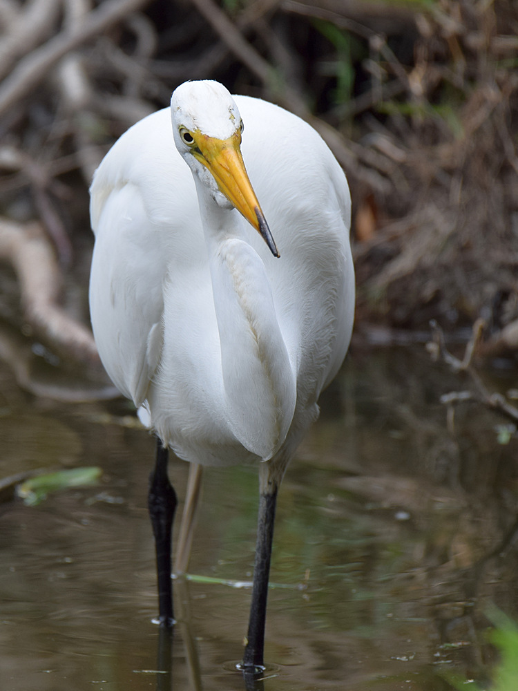 Egret.jpg