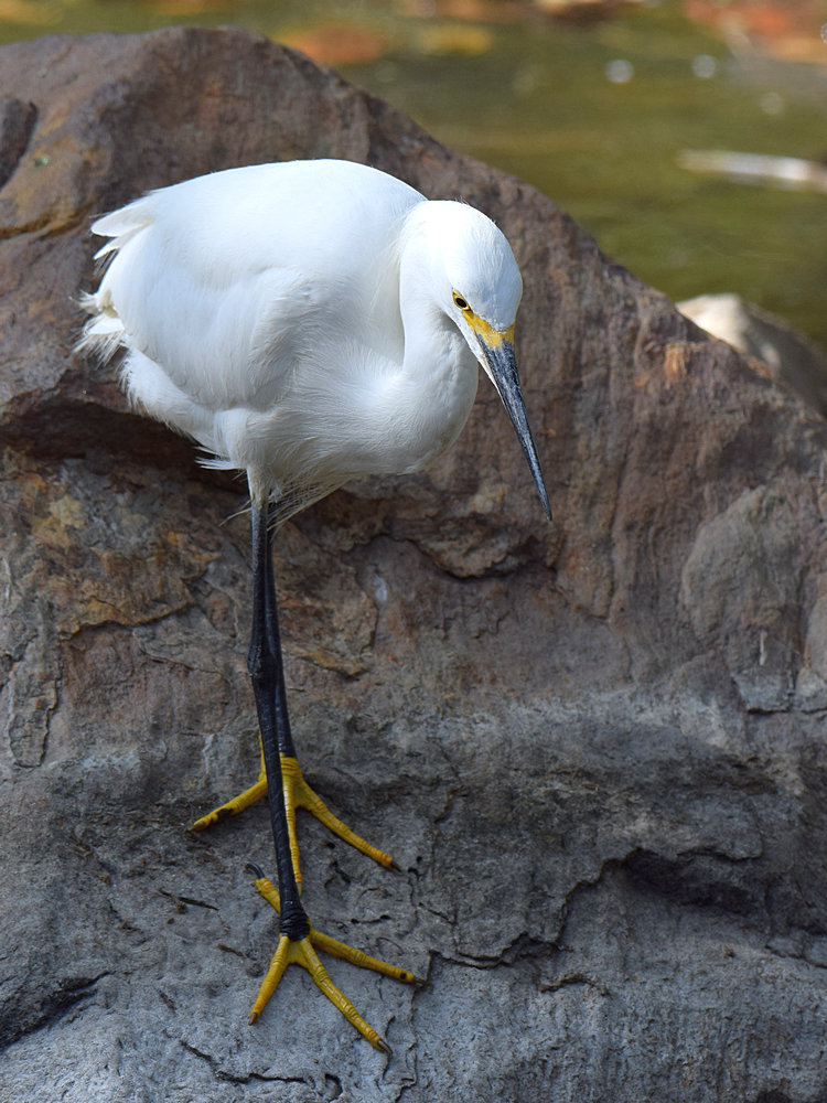 Egret.jpg