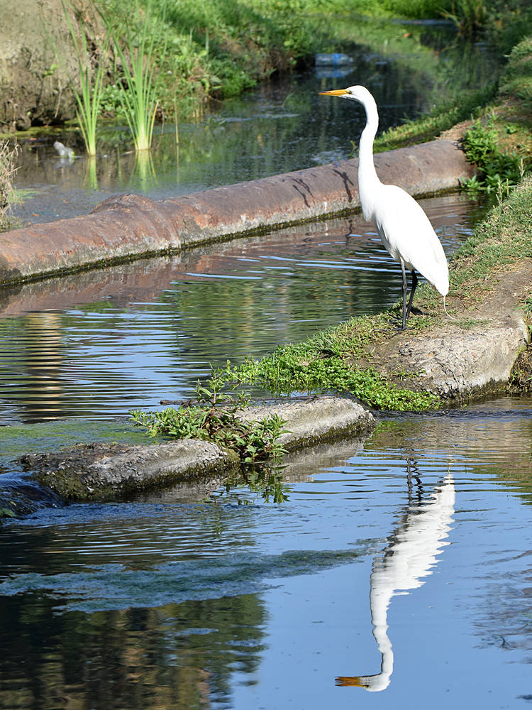 Egret.jpg