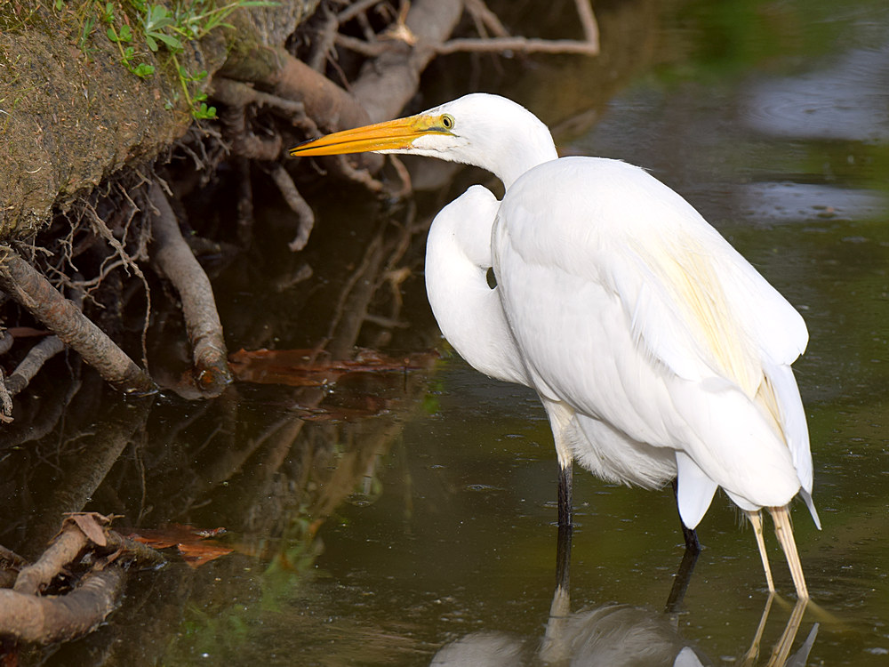 Egret.jpg
