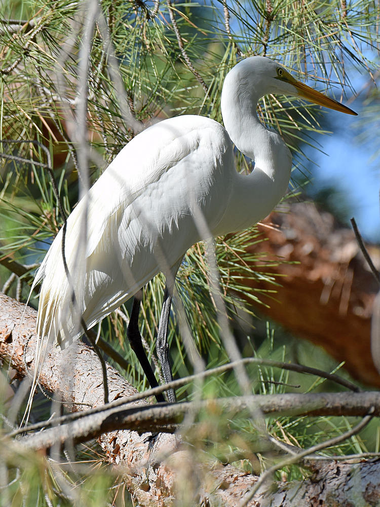 Egret.jpg