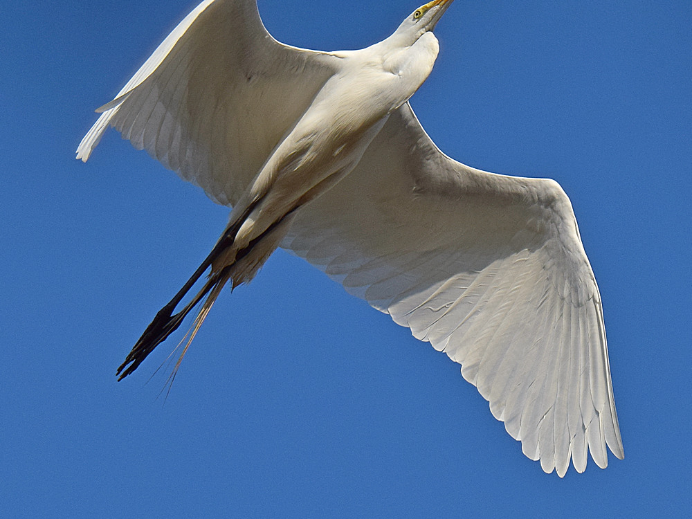 Egret.jpg