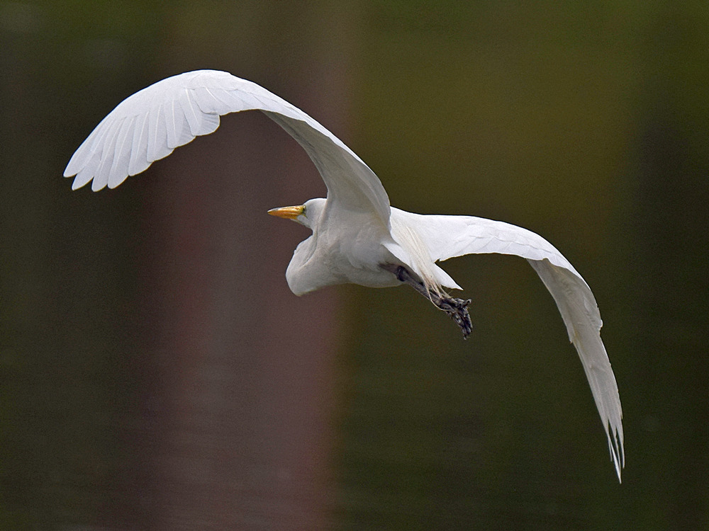 Egret.jpg