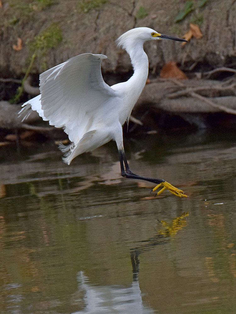 Egret.jpg