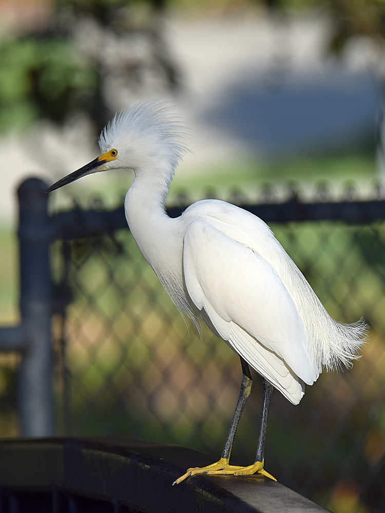 Egret.jpg