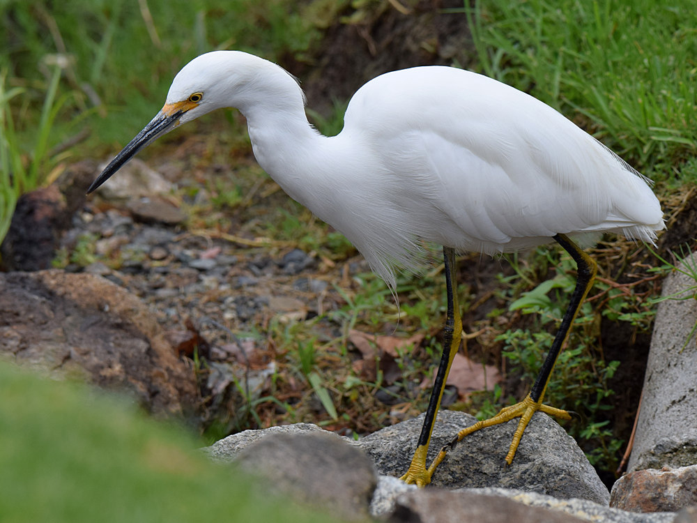 Egret.jpg