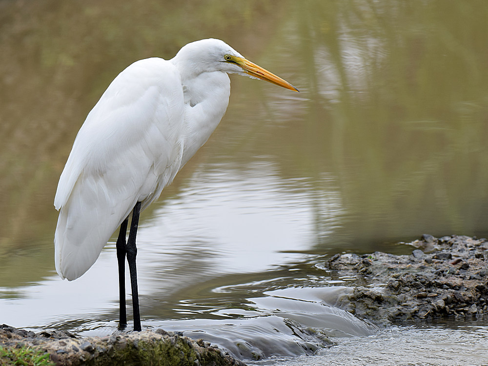 Egret.jpg