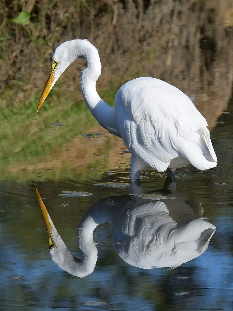 Egret.jpg