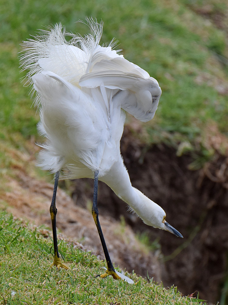 Egret.jpg