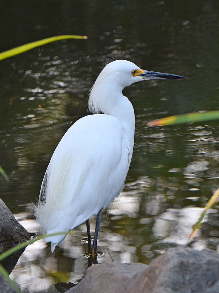 Egret.jpg