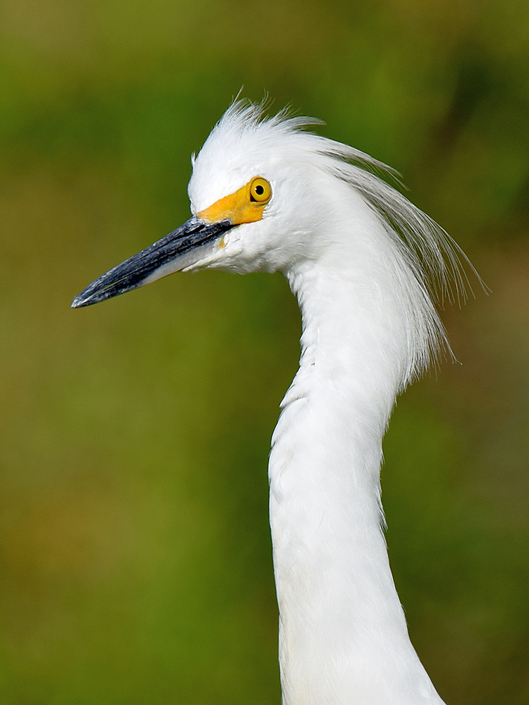 Egret.jpg