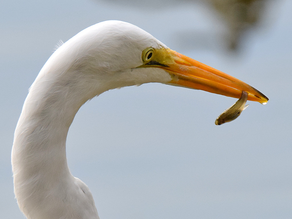 Egret.jpg