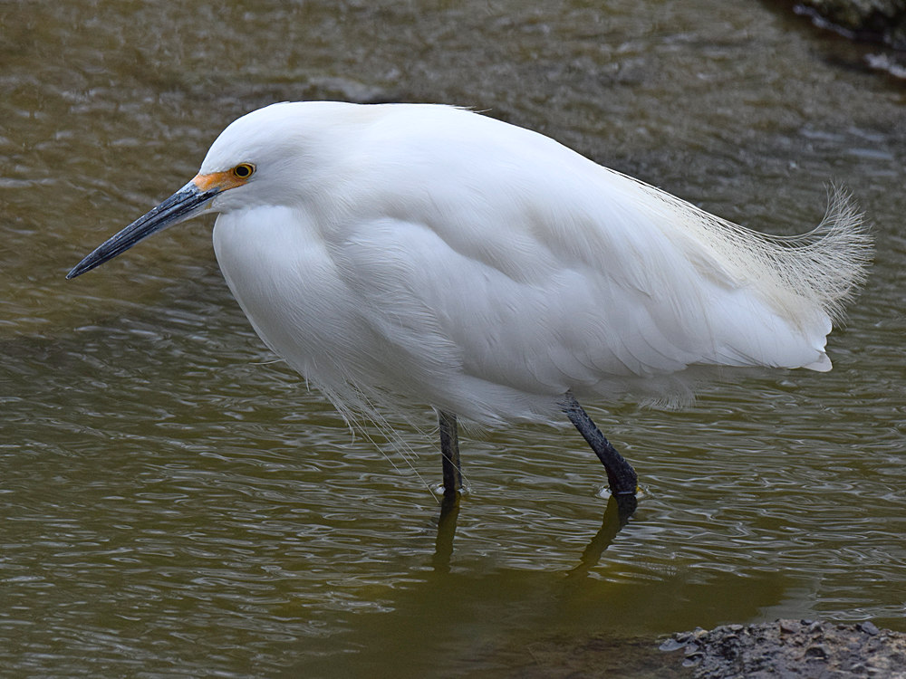 Egret.jpg
