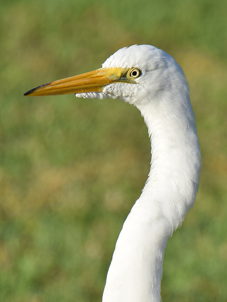 Egret.jpg
