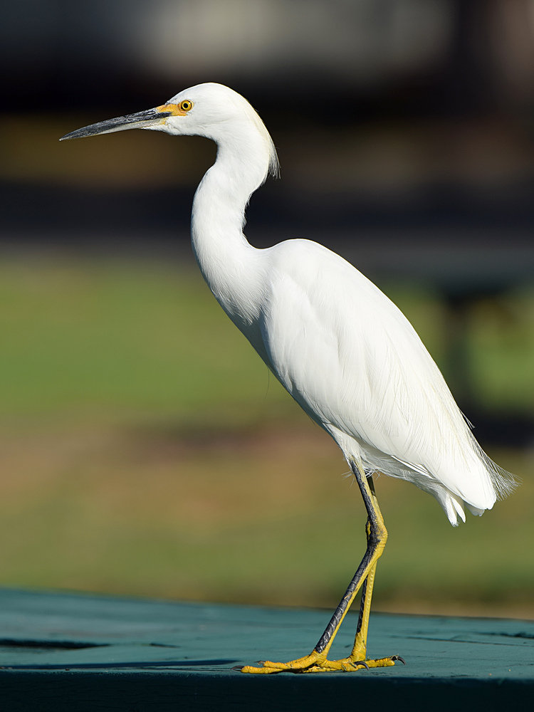 Egret.jpg