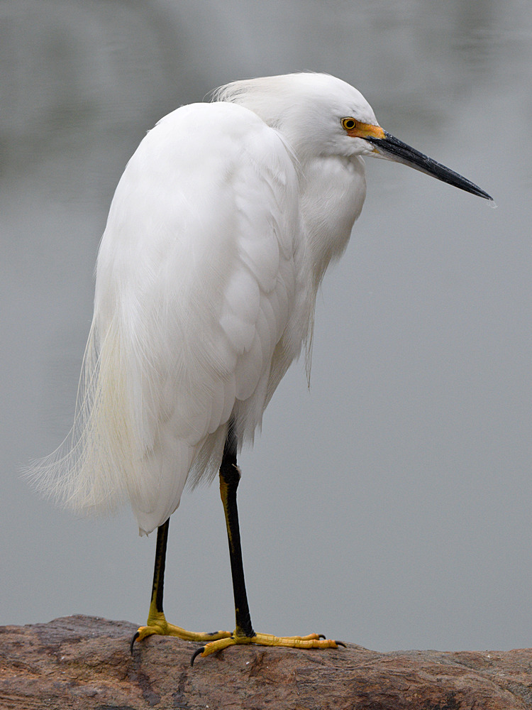 Egret.jpg