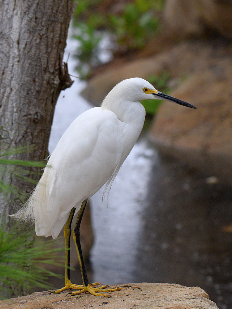 Egret.jpg