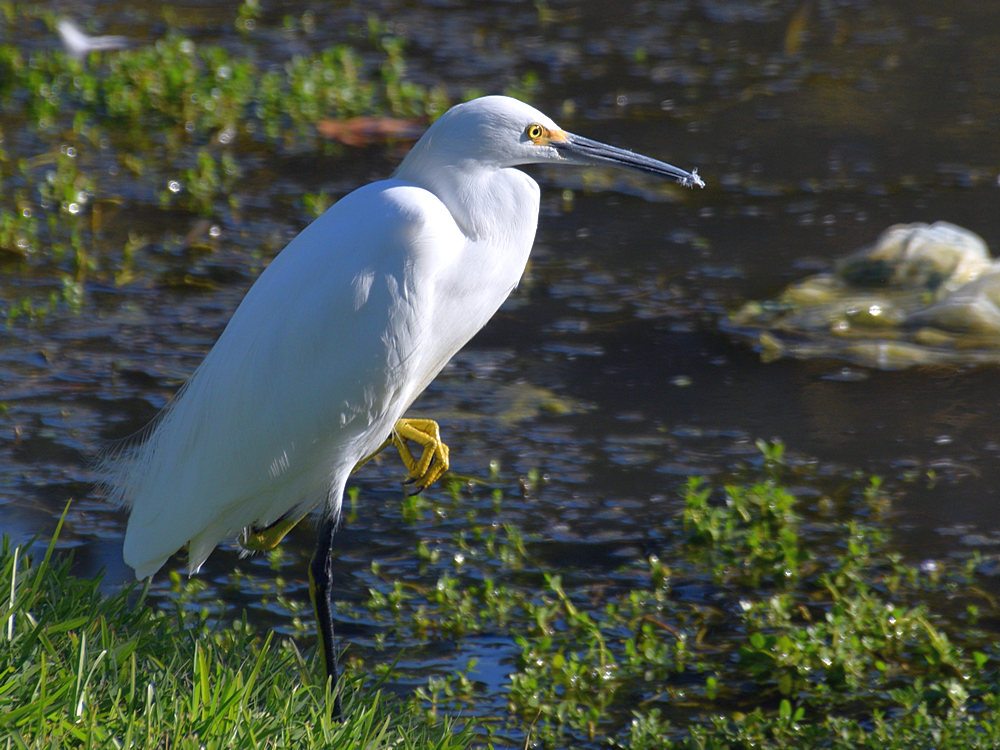 Egret.jpg