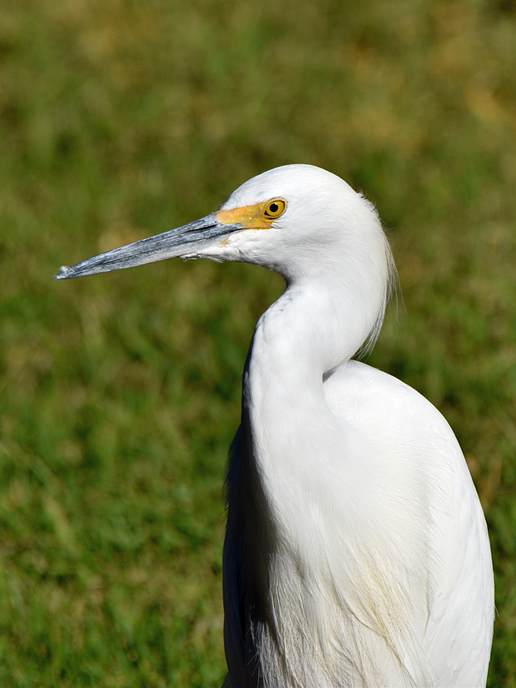 Egret.jpg